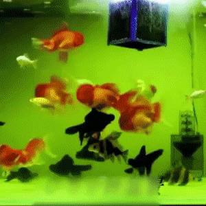 Aquaclean – Cubo di purificazione dell’acqua a carbone attivo slider